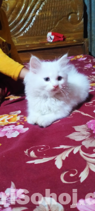 Persian cat